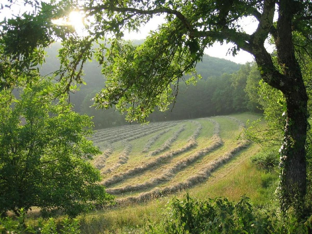 Domaine De Cantegrel - Gites De Charme Et Suite Troglodyte En Perigord Витрак Екстериор снимка